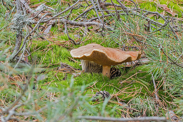 masliak kravský  Suillus bovinus (Pers.) Roussel