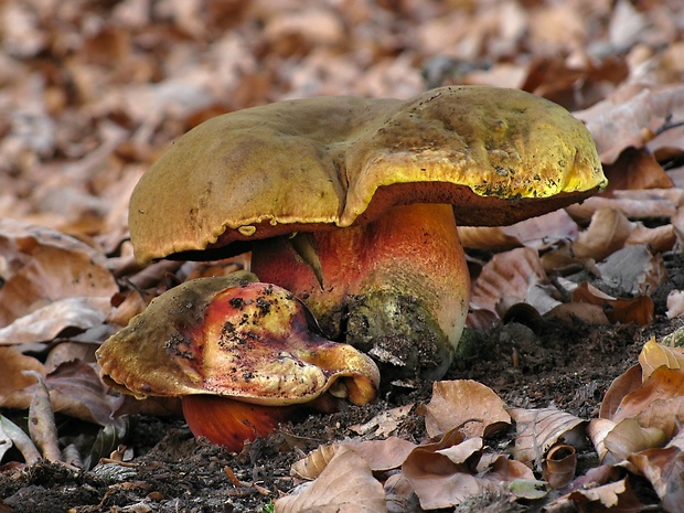 hríb zrnitohlúbikový Sutorius luridiformis (Rostk.) G. Wu & Zhu L. Yang