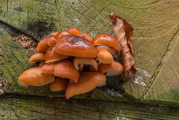 plamienka Flammulina sp.