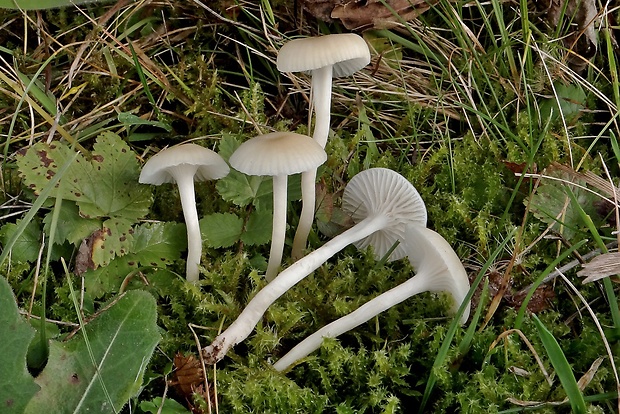 lúčnica juchtová Hygrocybe russocoriacea (Berk. & T.K. Mill.) P.D. Orton & Watling