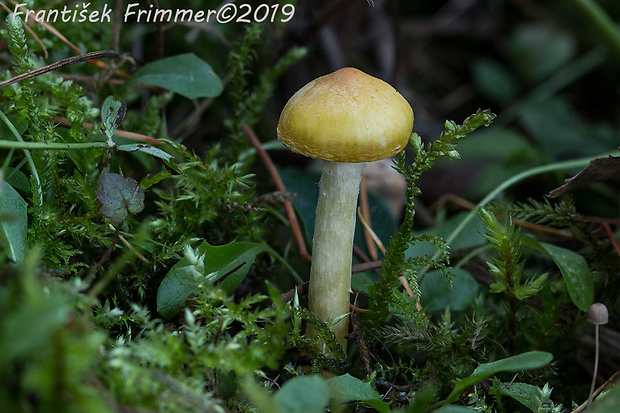 šťavnačka smrekovcová Hygrophorus lucorum Kalchbr.