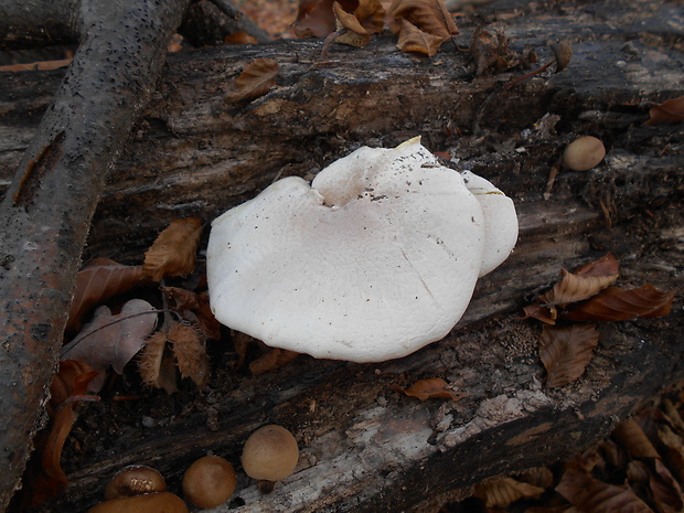 hliva dubová Pleurotus dryinus (Pers.) P. Kumm.