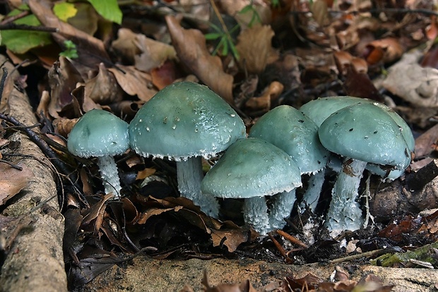 golierovka zelenomodrá Stropharia caerulea Kreisel