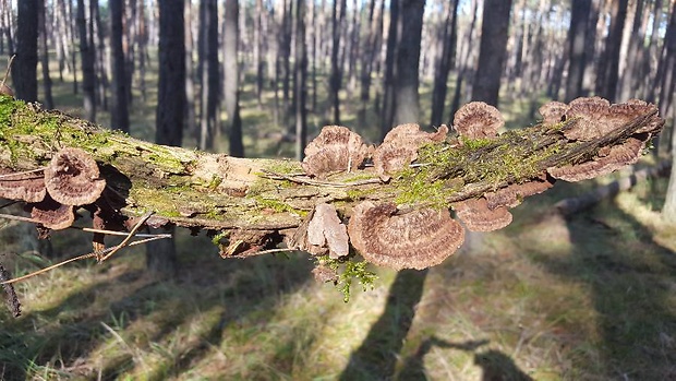 neidentifikovaná huba