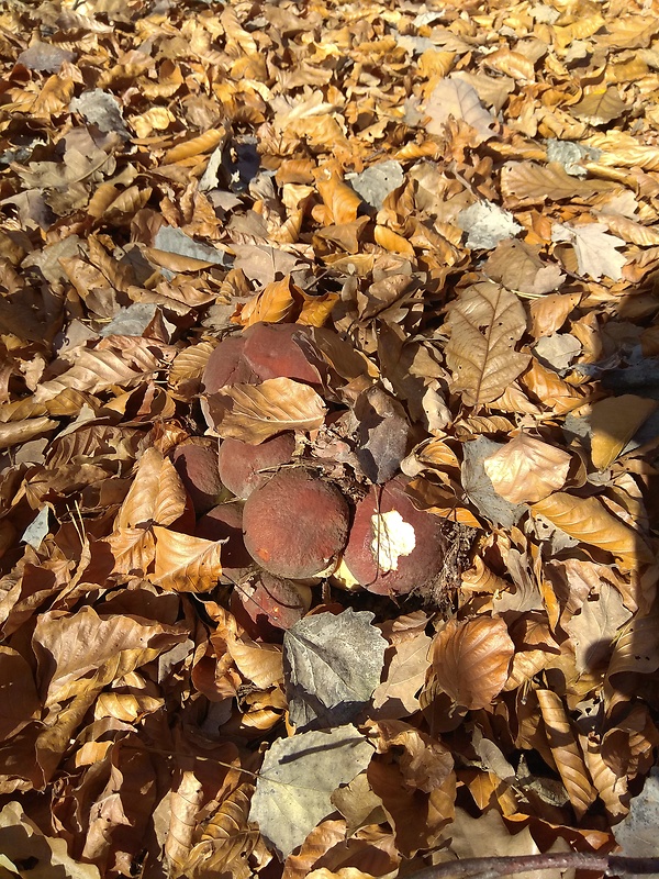 hríb sosnový Boletus pinophilus Pil. et Dermek in Pil.