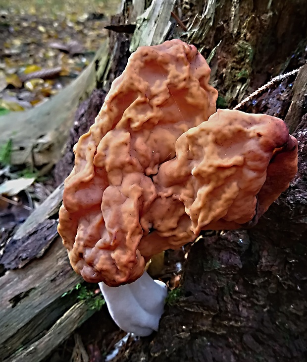 ušiak mitrovitý Gyromitra infula (Schaeff.) Quél.