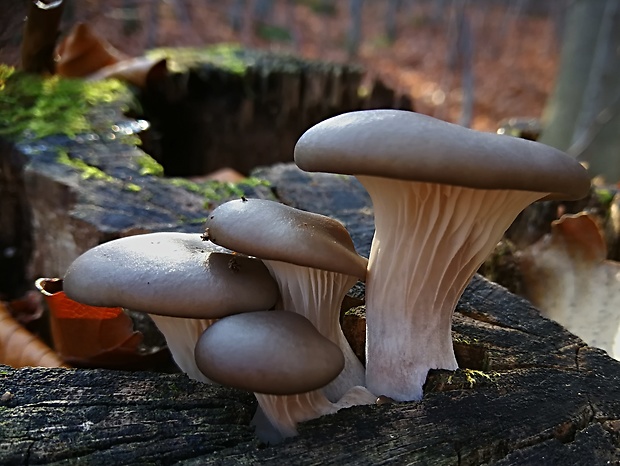 hliva ustricovitá Pleurotus ostreatus (Jacq.) P. Kumm.