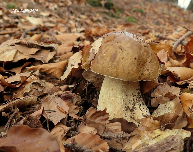 hríb smrekový Boletus edulis Bull.