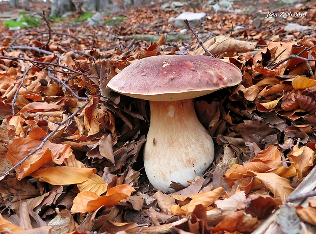 hríb sosnový Boletus pinophilus Pil. et Dermek in Pil.