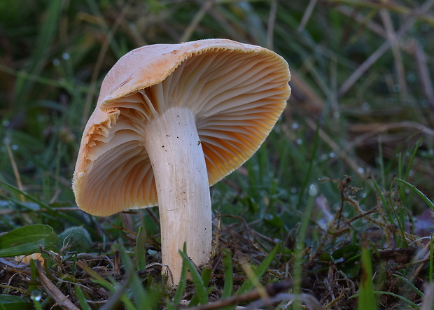 lúčnica statná Cuphophyllus pratensis (Fr.) Bon