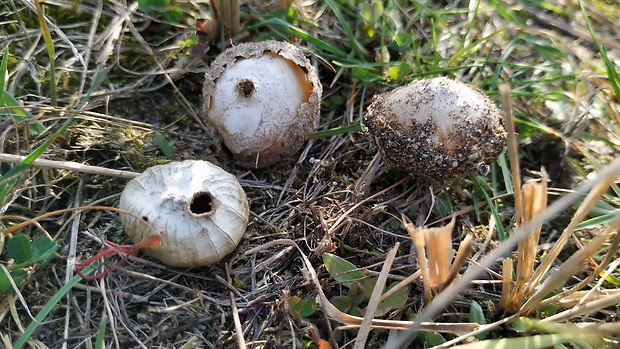 žaludík Disciseda sp.