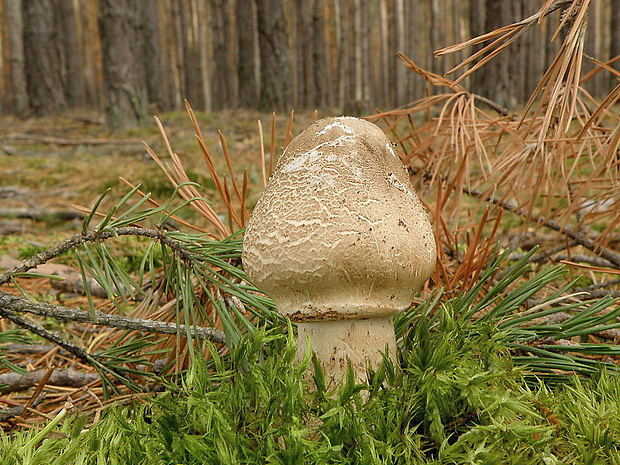 bedľa vysoká Macrolepiota procera (Scop.) Singer