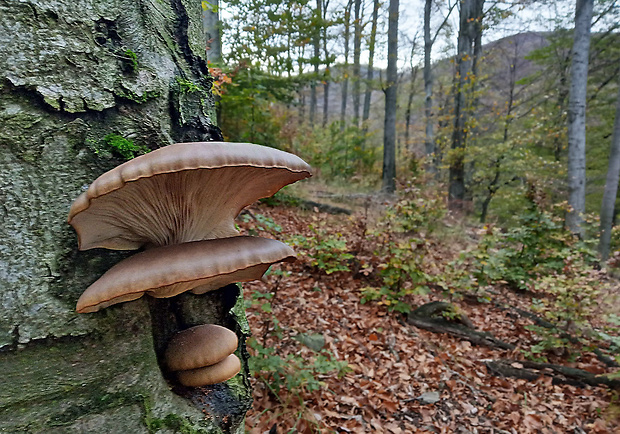 hliva ustricovitá Pleurotus ostreatus (Jacq.) P. Kumm.