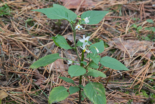 ľuľok čierny Solanum nigrum L.