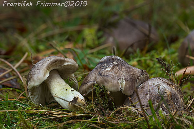 čírovka sivá Tricholoma portentosum (Fr.) Quél.