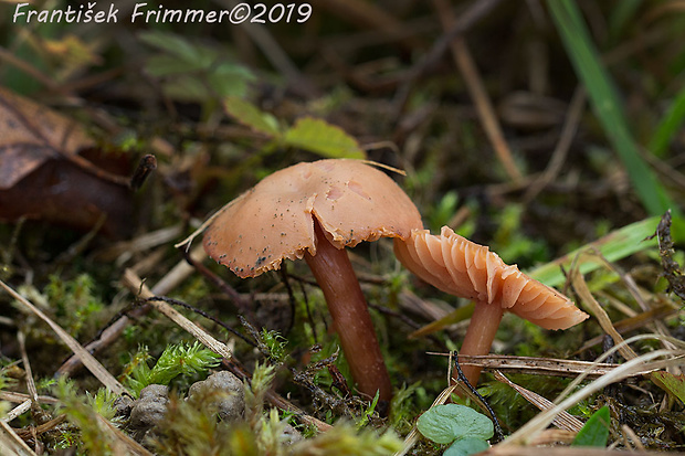 smeťovka zimná Tubaria furfuracea (Pers.) Gillet