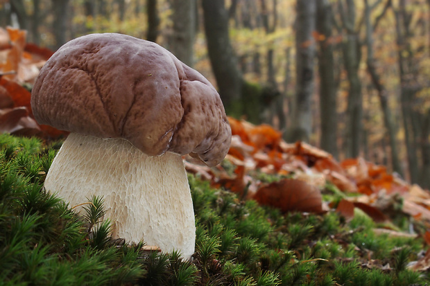 hríb smrekový Boletus edulis Bull.