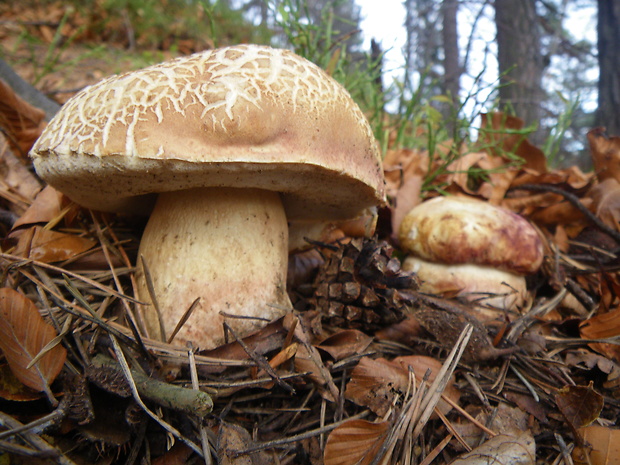 hríb sosnový Boletus pinophilus Pil. et Dermek in Pil.