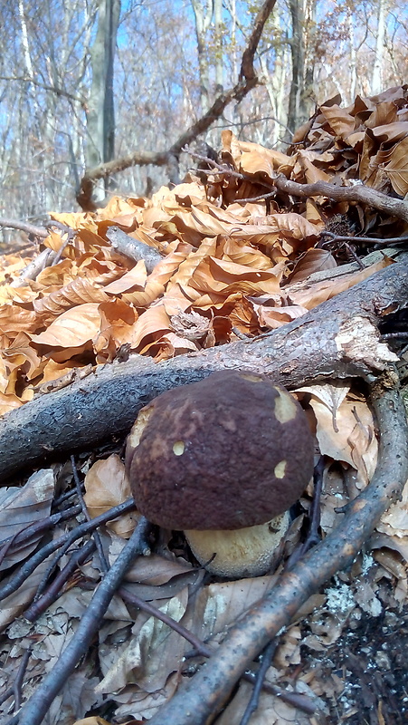 hríb sosnový Boletus pinophilus Pil. et Dermek in Pil.