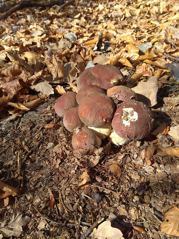 hríb sosnový Boletus pinophilus Pil. et Dermek in Pil.