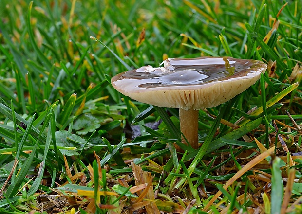 tmavuľka obyčajná Melanoleuca melaleuca (Pers.) Murrill