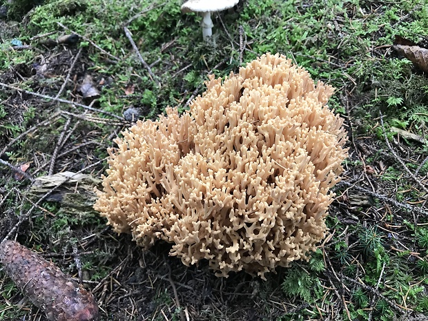 strapačka Phaeoclavulina sp.