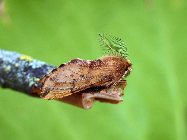 chochlatka javorová Ptilophora plumigera