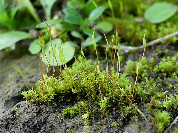 Barbula unguiculata