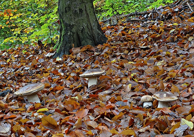 hríb smrekový Boletus edulis Bull.