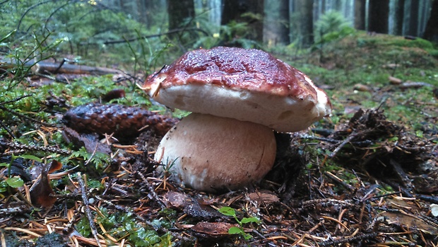 hríb sosnový Boletus pinophilus Pil. et Dermek in Pil.