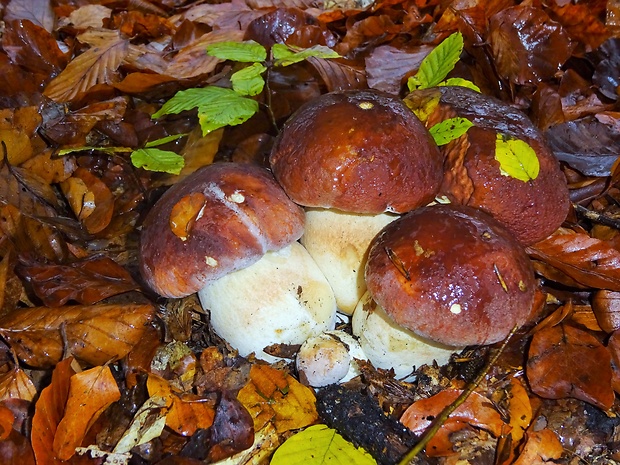 hríb sosnový Boletus pinophilus Pil. et Dermek in Pil.