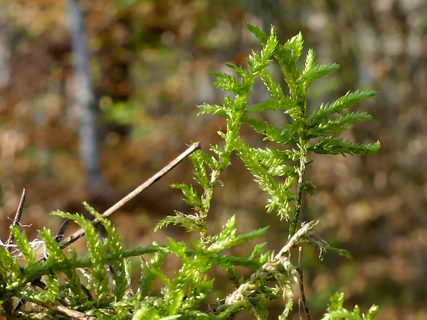 Cirriphyllum piliferum