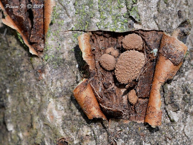 dutinovka otrubnatá Encoelia furfuracea (Roth) P. Karst.