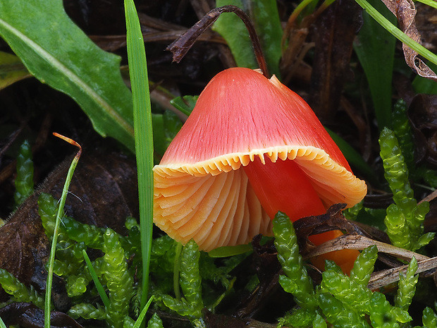 lúčnica šarlátová Hygrocybe coccinea (Schaeff.) P. Kumm.