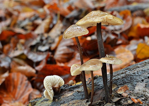 tanečnica cesnaková Mycetinis alliaceus (Jacq.) Earle ex A.W. Wilson & Desjardin