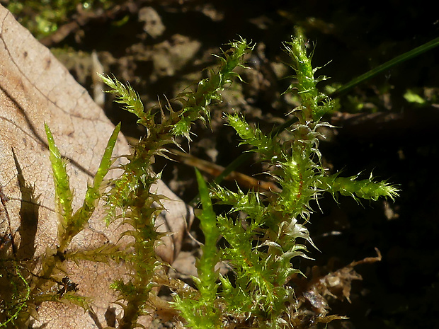 kostrbatec strapatý Rhytidiadelphus squarrosus (Hedw.) Warnst.