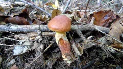 masliak smrekovcový Suillus grevillei (Klotzsch) Singer