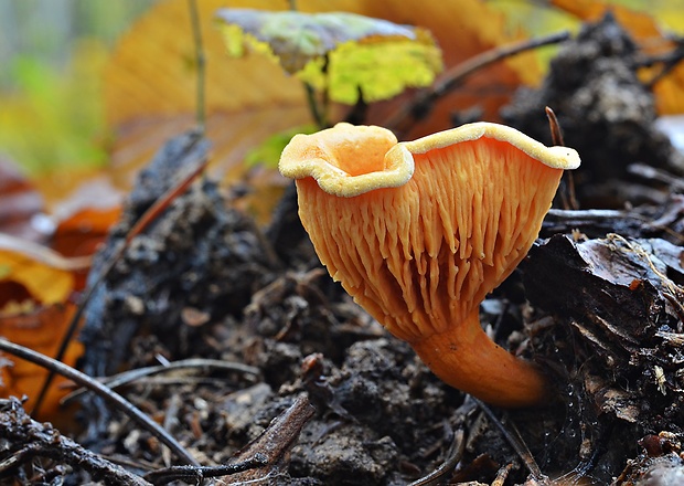 líška oranžová Hygrophoropsis aurantiaca (Wulfen) Maire