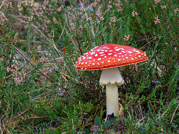 muchotrávka červená Amanita muscaria (L.) Lam.