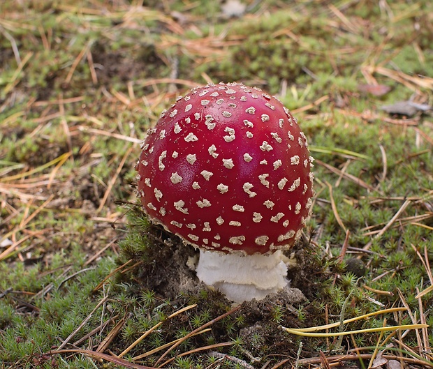 muchotrávka červená Amanita muscaria (L.) Lam.