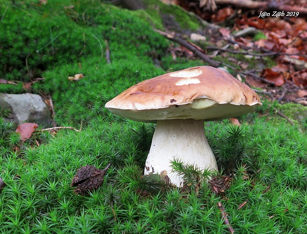 hríb smrekový Boletus edulis Bull.