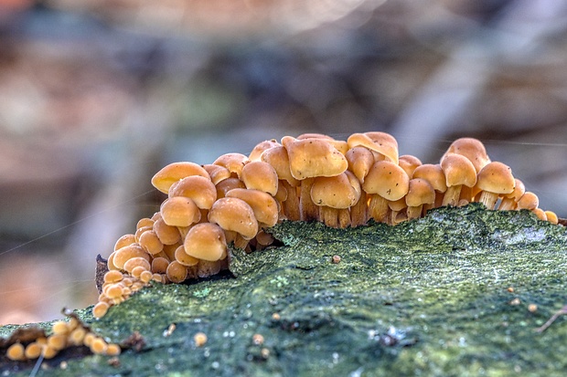 plamienka Flammulina sp.