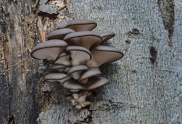 hliva ustricovitá Pleurotus ostreatus (Jacq.) P. Kumm.