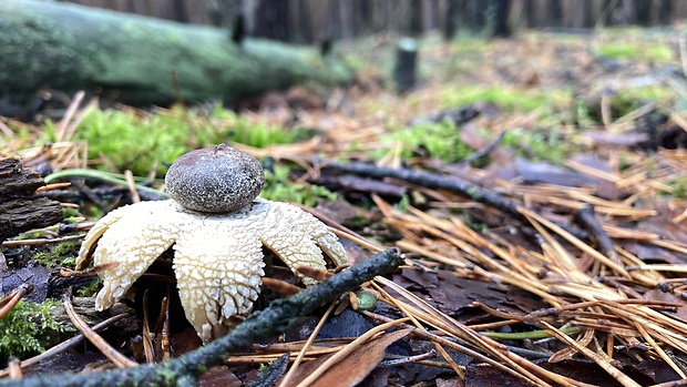 hviezdovka malá Geastrum minimum Schwein.