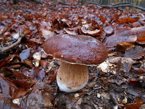 hríb sosnový Boletus pinophilus Pil. et Dermek in Pil.