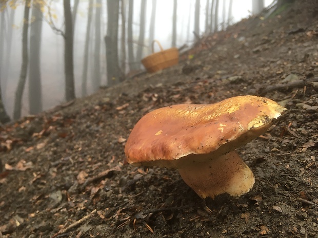 hríb sosnový Boletus pinophilus Pil. et Dermek in Pil.