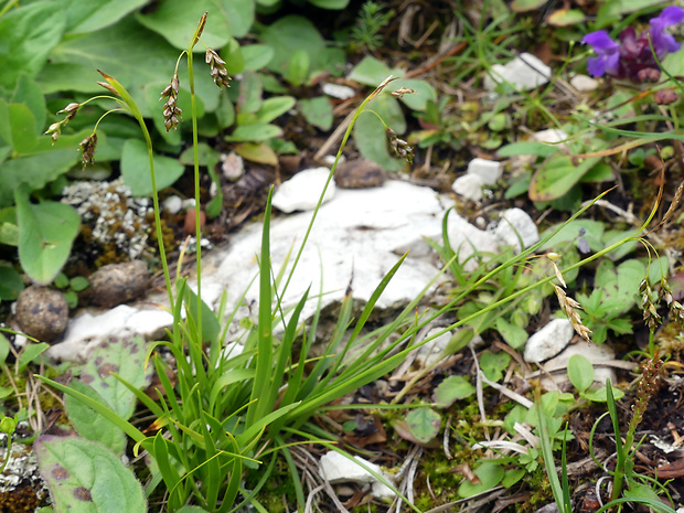 ostrica vláskovitá Carex capillaris L.