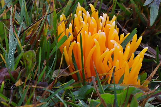 pakonárovka žltooranžová ?? Clavulinopsis helvola ?? (Pers.) Corner