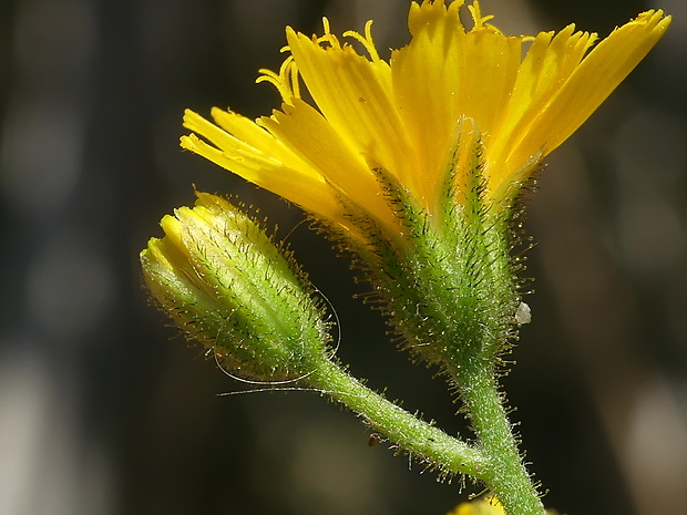 jastrabník lesný Hieracium murorum L.