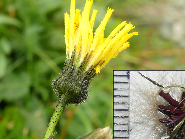 jastrabnik Hieracium umbrosum Jord.